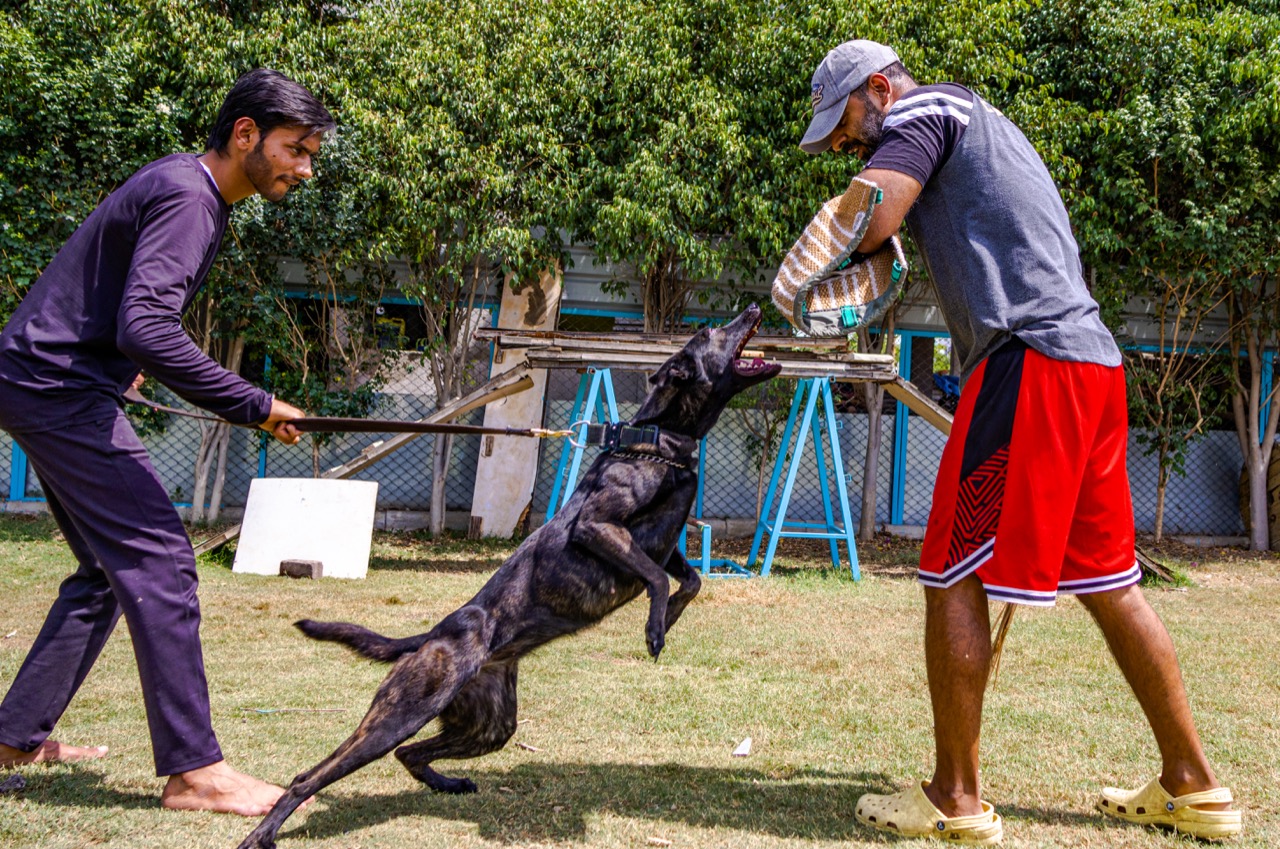 Security Dog Services - Professional service photo 1